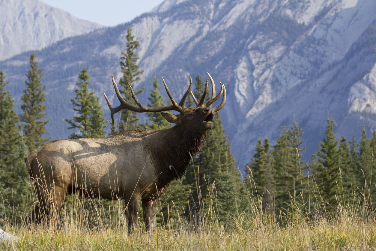 How Much Does a Elk Weight 