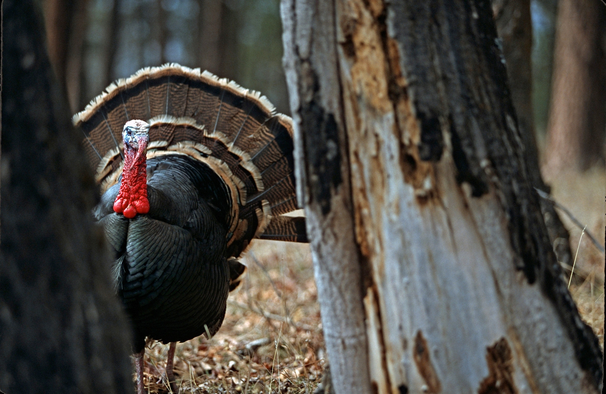 Your Guide To Hunting The Merriam S Turkey Grand View Outdoors