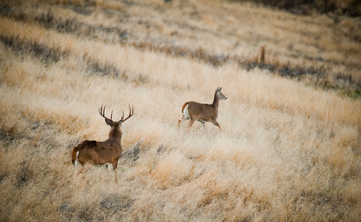 Making the Second Rut Work — Part 1 | Grand View Outdoors