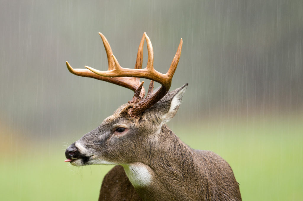 hunting deer in the rain