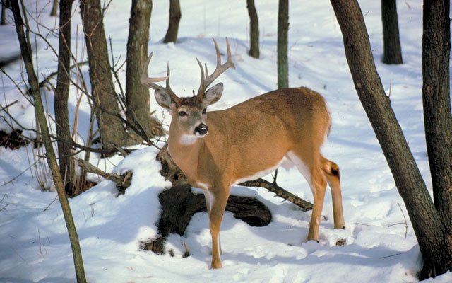 best time to deer hunt