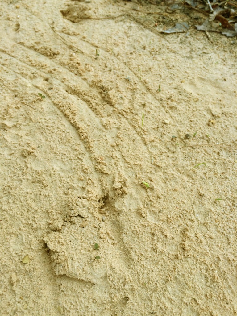 Fresh gobbler tracks and strut marks help keep the hunter's morale up. 