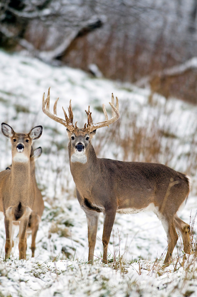 Are Harsh Winters Killing Your Deer? | Grand View Outdoors