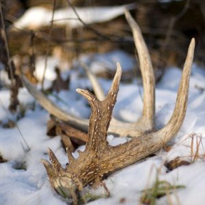 why do deer shed their antlers