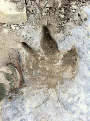 Elk hunter discovers fossil