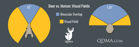 Ever wondered just how well a deer can see? | Grand View Outdoors