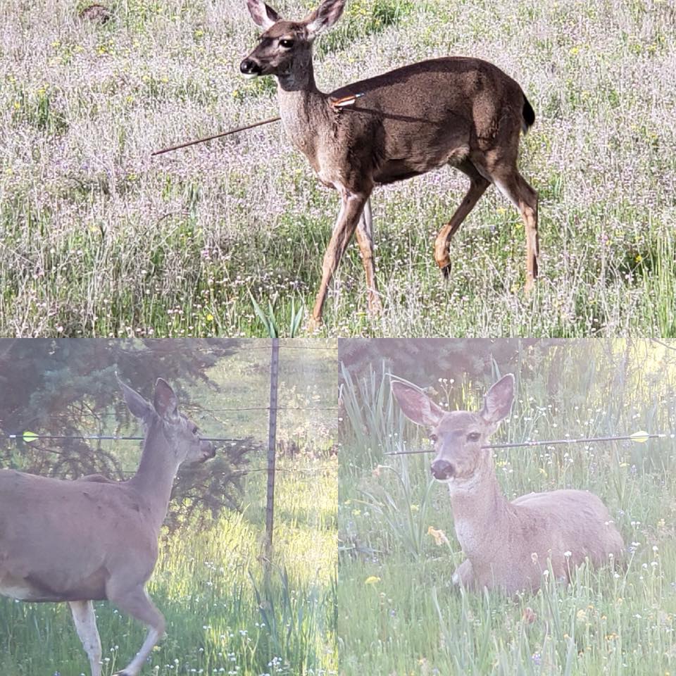 deer maimed by poachers using field points