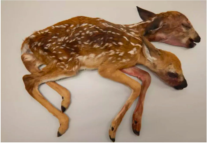 conjoined deer fawns