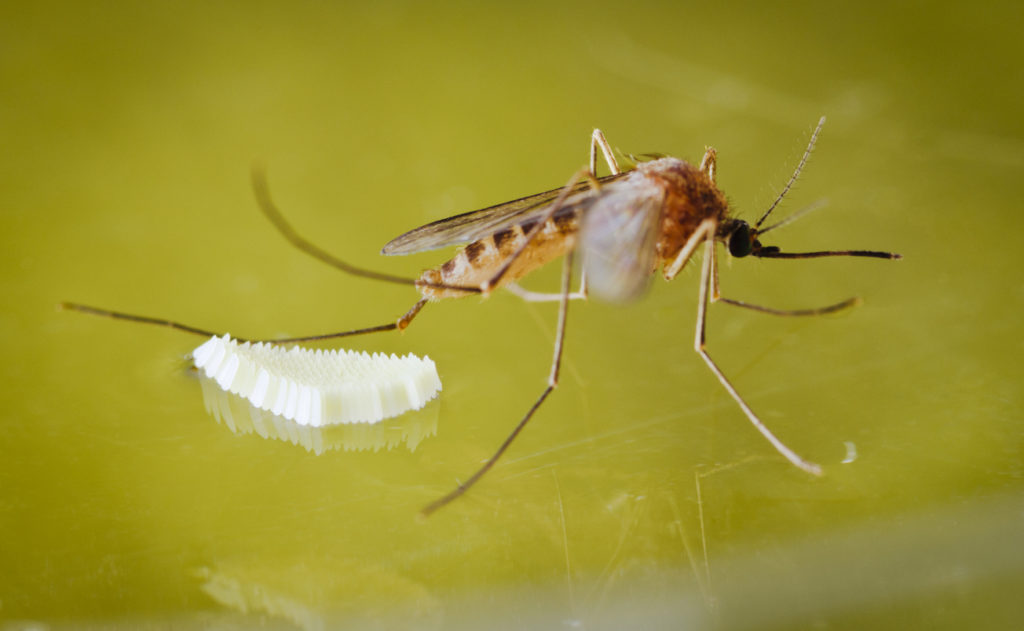 10 facts about mosquitos