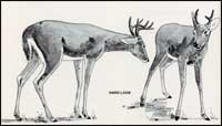 Deer Body Language
