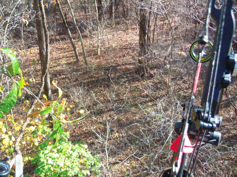 hiding your treestand