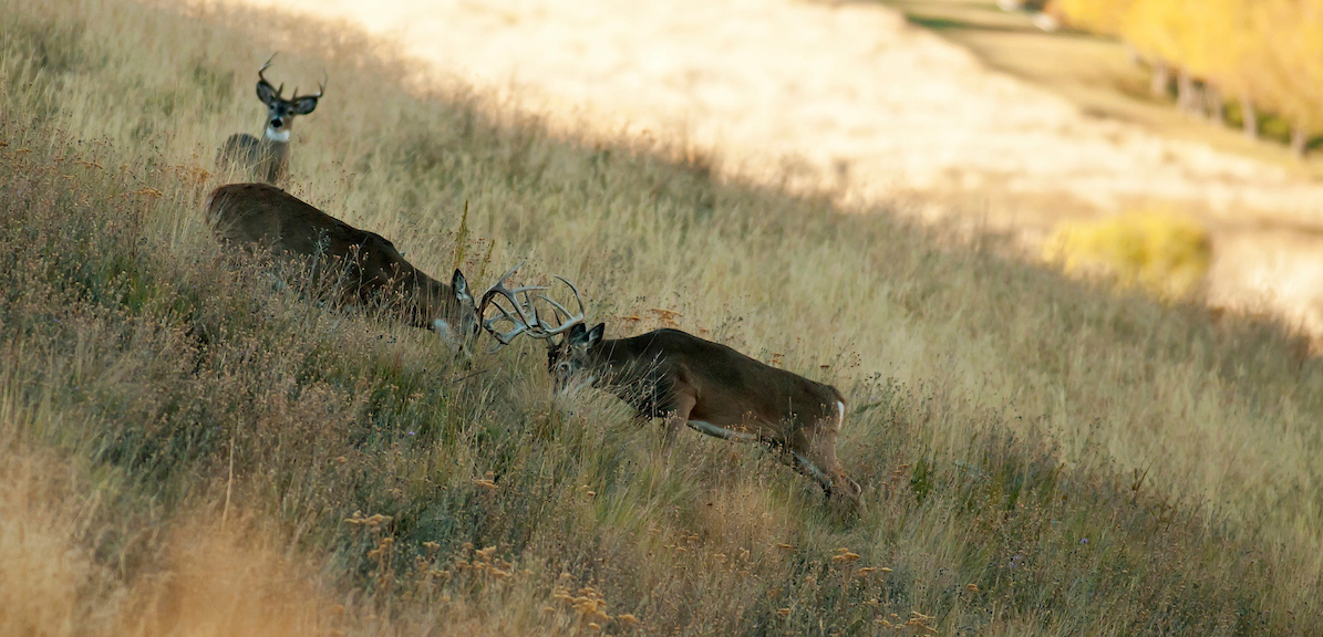 Whitetail Deer Decoying Tips