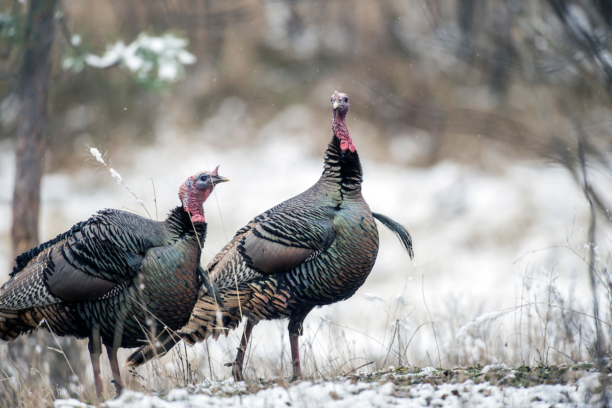 Wild turkey verses the common Thanksgiving Day turkey