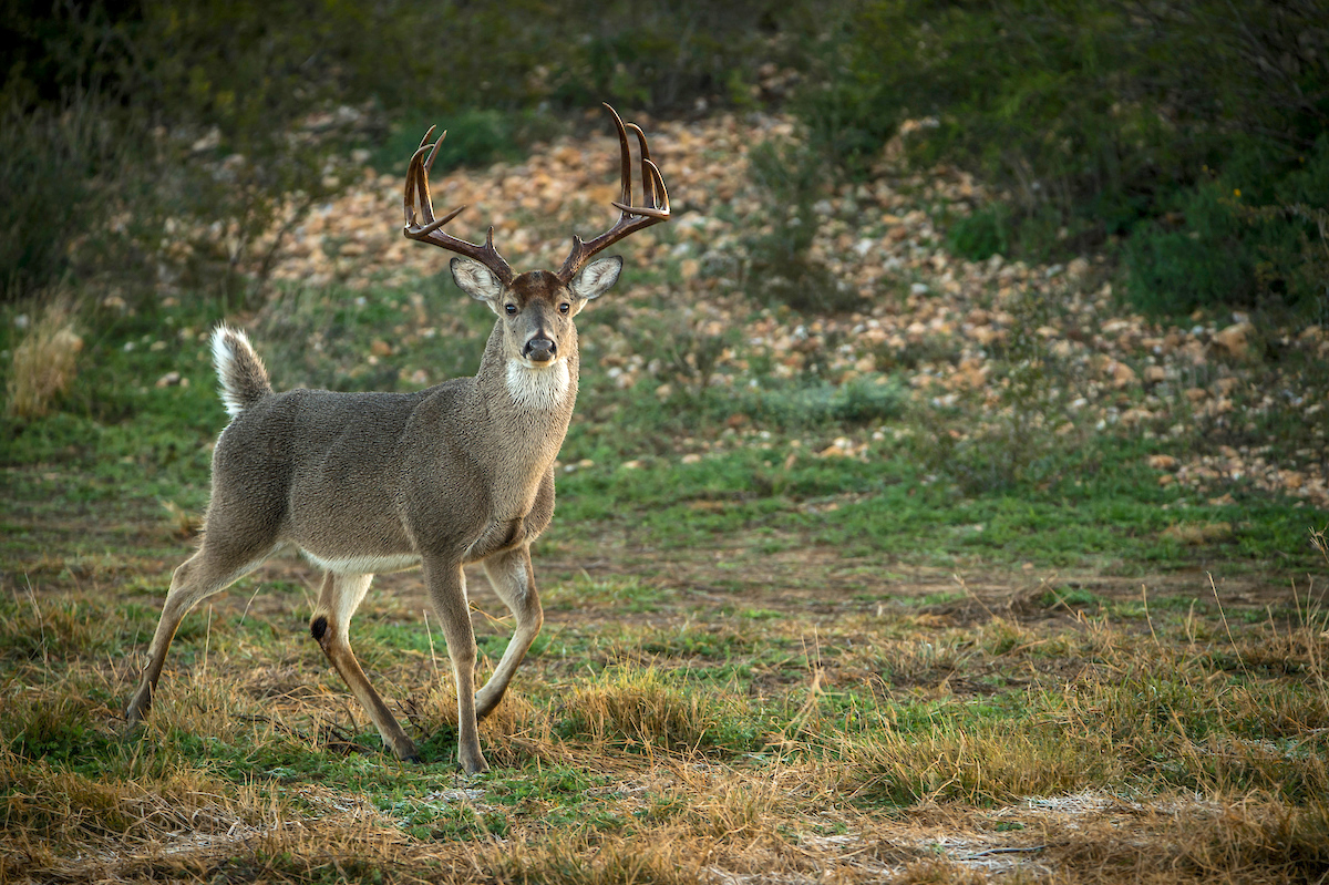 Whitetail Deer Decoying Tips